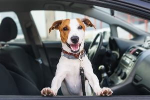dog sitting in car