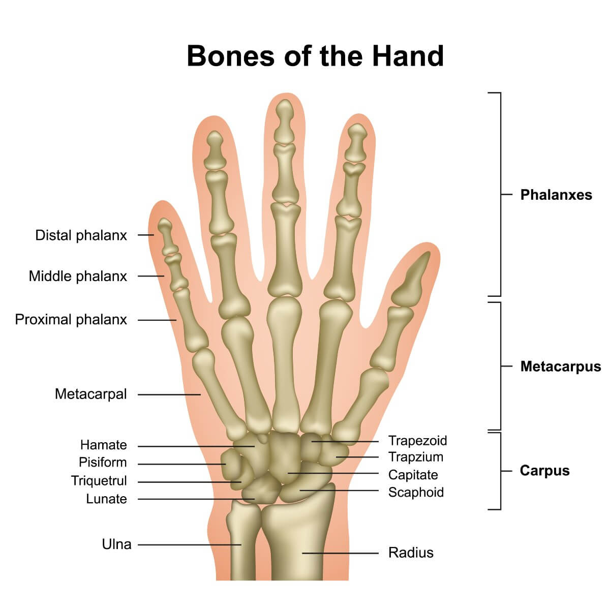 diagram showing bones of the wrist and hand