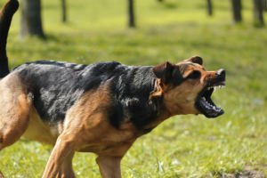 barking dog