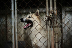 dog behind a fence