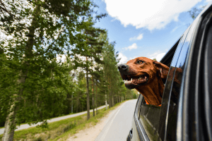 dog hanging out of window