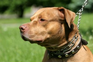 pit bull