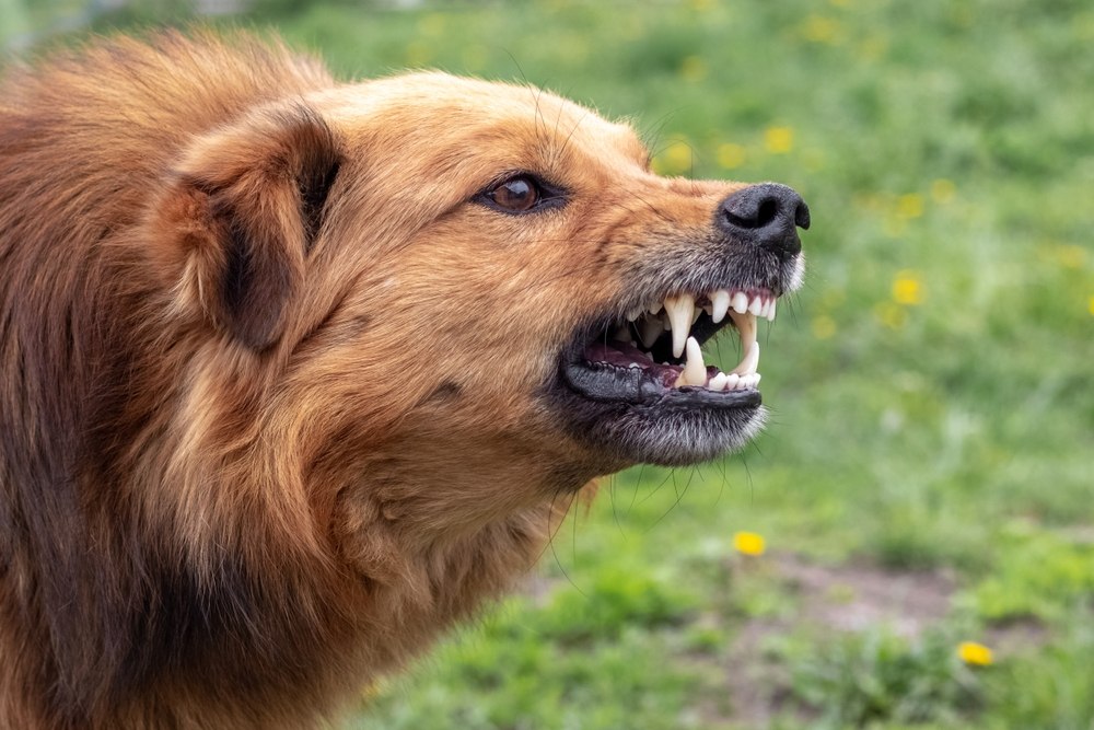Dallas Dog Bite Lawyer 