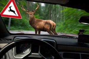 Is Hitting A Deer Considered An Accident