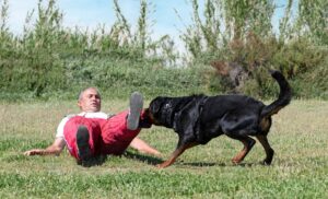 What to Do After a Dog Bite in Dallas?