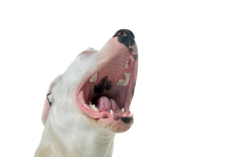 Fort Worth Dog Bite Lawyer – Legal Help for Victims of Dog Attacks