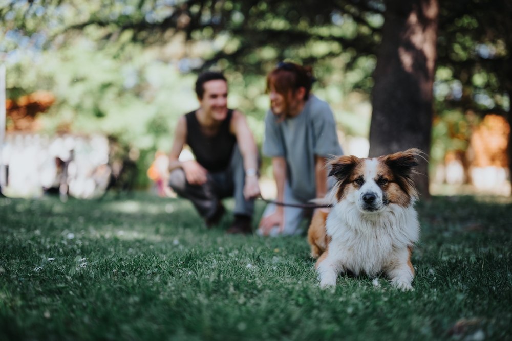 Key Points on Texas Leash Laws: What Every Dog Owner Should Know