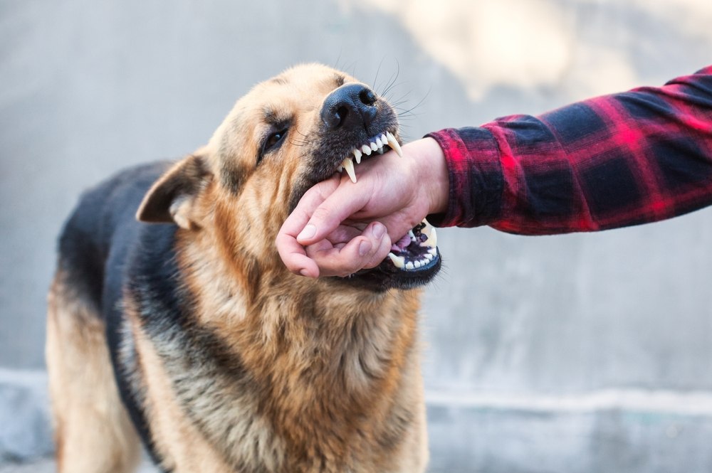 Dog Bite Infection Warning Signs: What to Watch for After Being Bitten